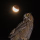 Illustration for article titled 34 Amazing Photos Of The Super Blood Moon